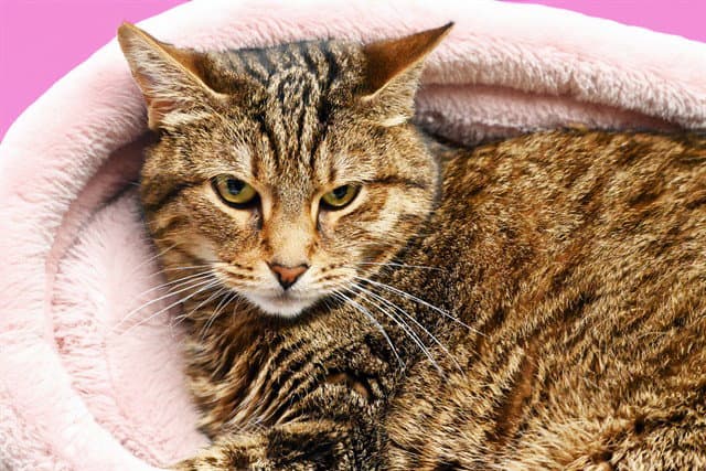 Pookie - Domestic Short Hair