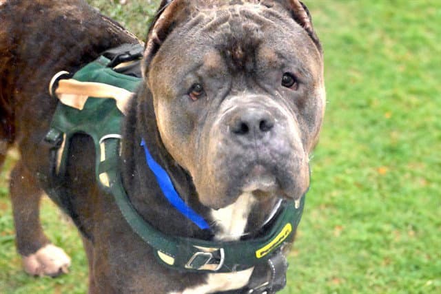 Tank - American Bulldog