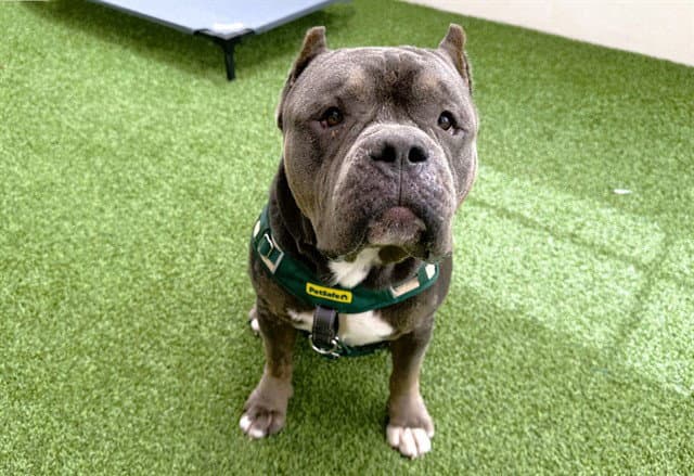 Tank - American Bulldog