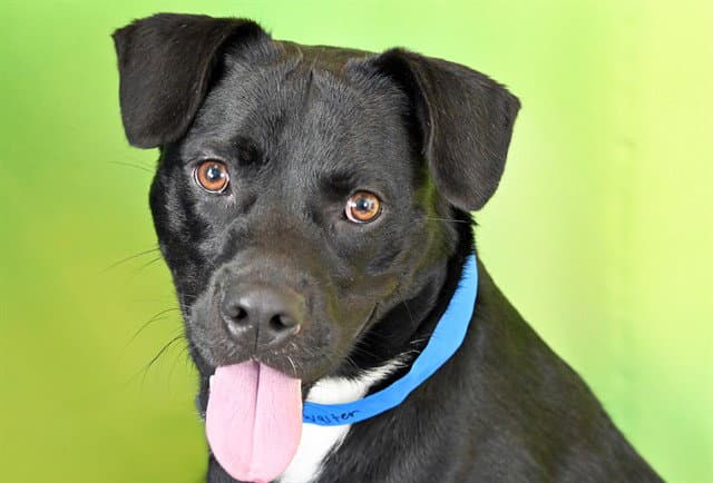 Walter - American Staffordshire Terrier