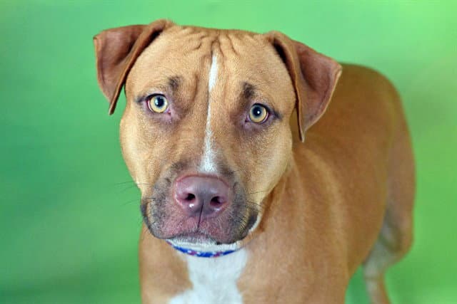 Caramel - American Staffordshire Terrier