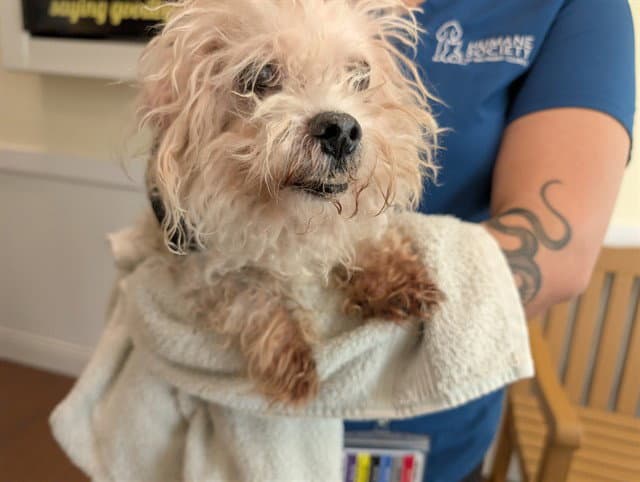 Stray Not Available - Maltese