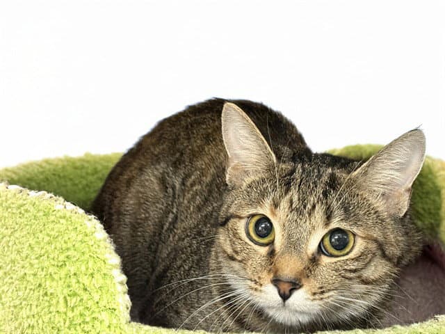 Calypso - Domestic Short Hair