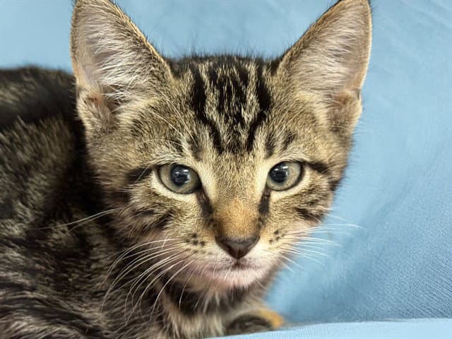 Cody - Domestic Short Hair