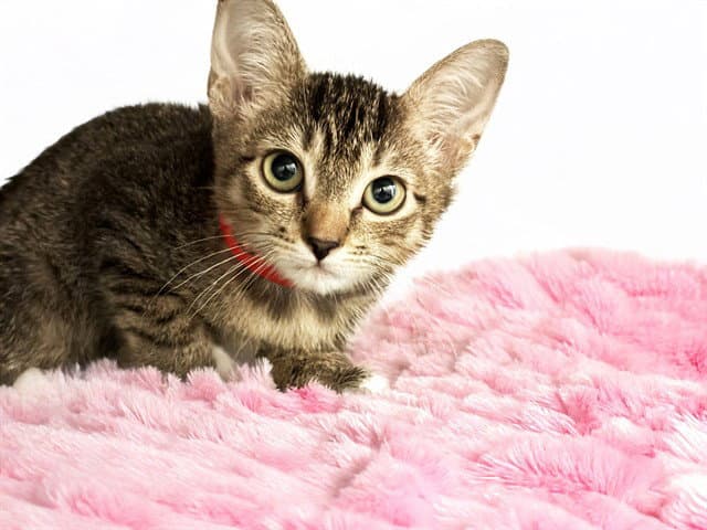 Stormy - Domestic Short Hair