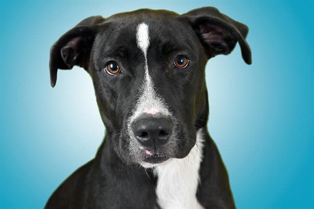 Stay Not Available - Labrador Retriever