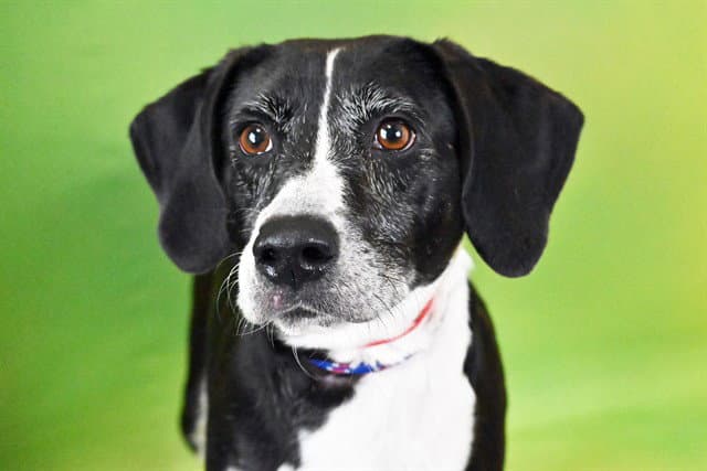 Harriet - Labrador Retriever