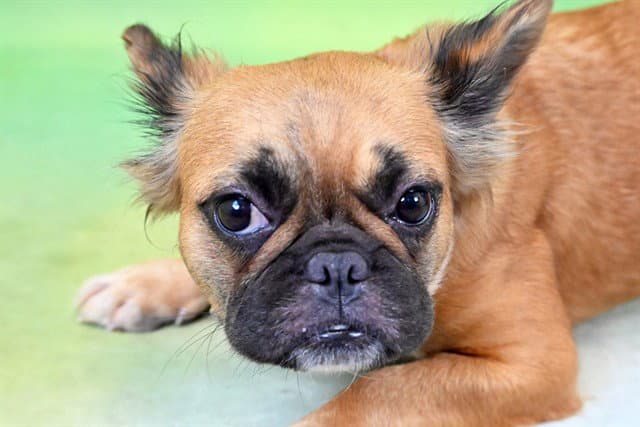 Brownie - French Bulldog