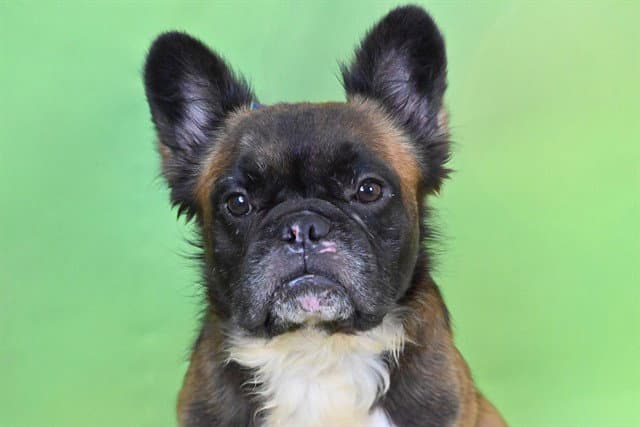 Warrior - French Bulldog
