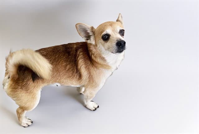 Stray Not Available - Chihuahua