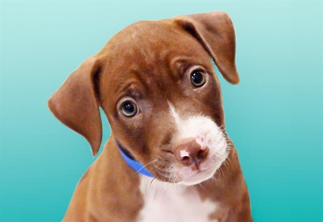 Linguine - Pit Bull Terrier