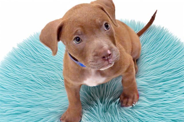 Pesto - Pit Bull Terrier