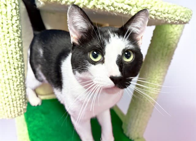 Gato - Domestic Short Hair