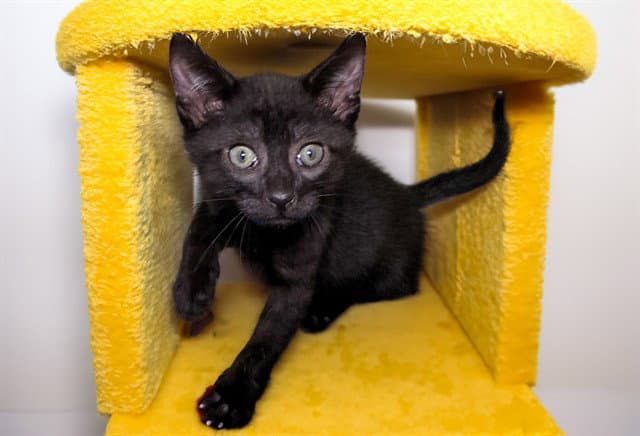 Mohawk - Domestic Short Hair