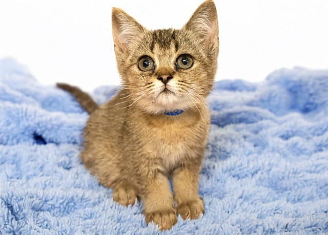 Orwell - British Shorthair