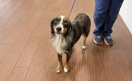 Stray Not Available - Australian Shepherd
