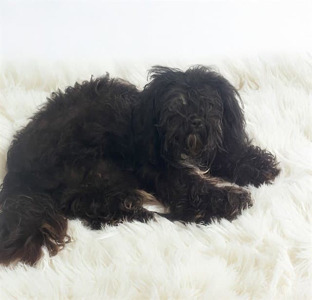 Stray Not Available - Maltese