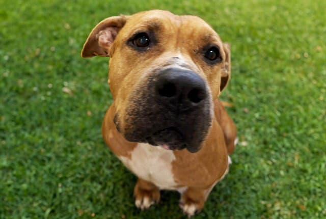 Bruce - American Staffordshire Terrier