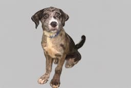 Cooper image 1