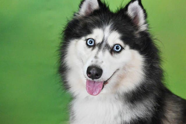 Kora - Alaskan Klee Kai