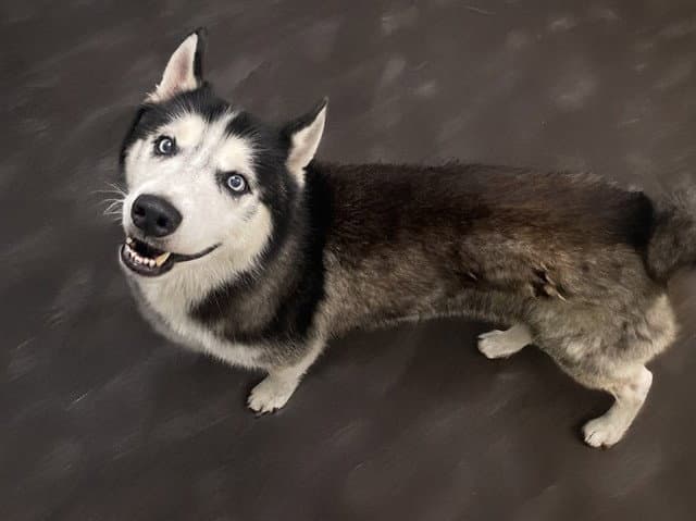Stray Not Available - Siberian Husky