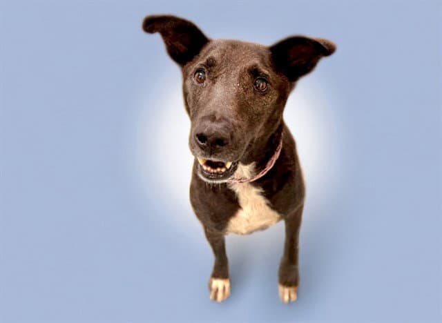 Woody - Labrador Retriever