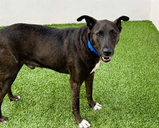 Woody - Labrador Retriever