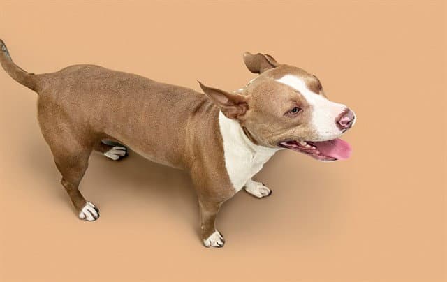 Stray Not Available - American Staffordshire Terrier