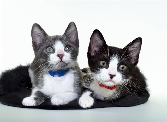 Tequila - Domestic Short Hair