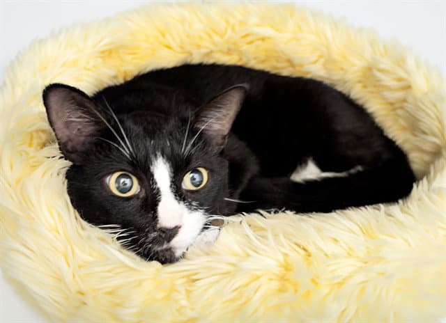 Stray Not Available - Domestic Short Hair