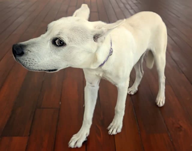 Stray Not Available - Australian Cattle Dog/Blue Heeler