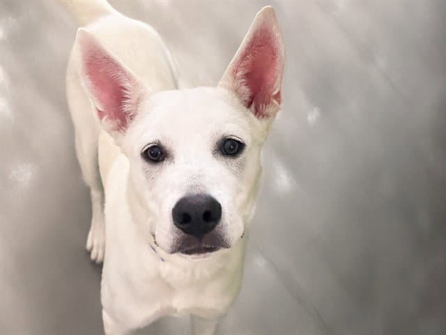 Stray Not Available - Siberian Husky