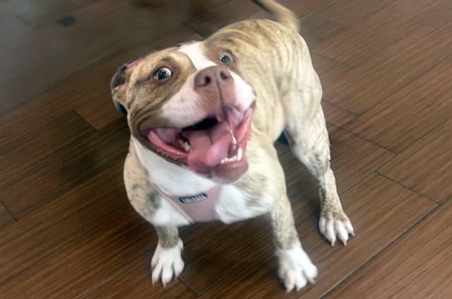 Stray Not Available - American Bulldog
