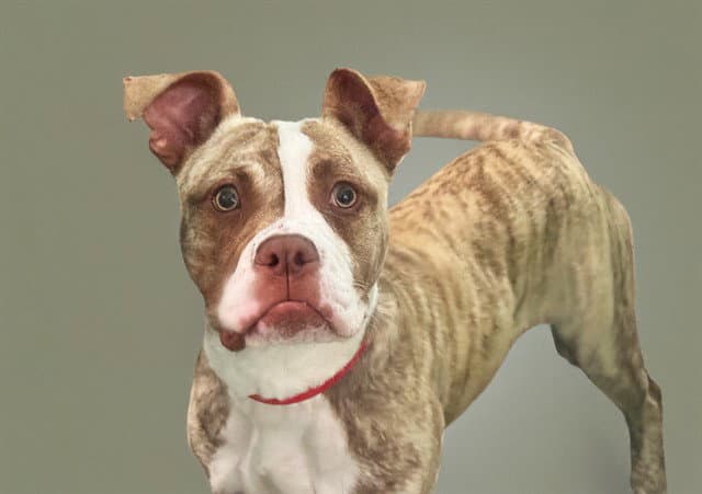 Stray Not Available - Boxer