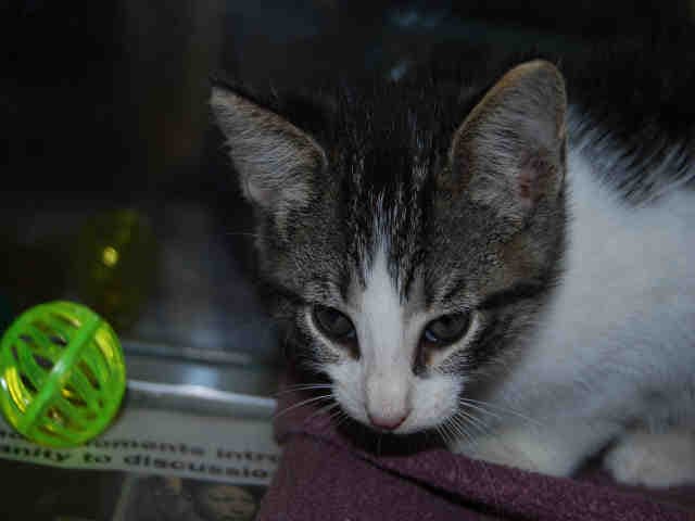 Kib - Domestic Short Hair