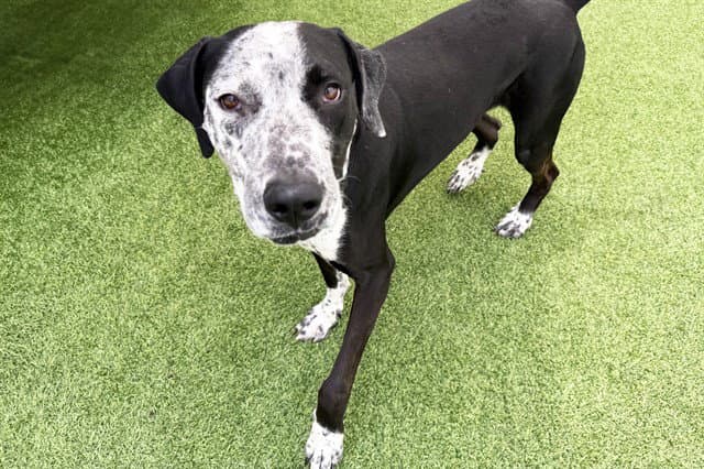Kodak - Great Dane