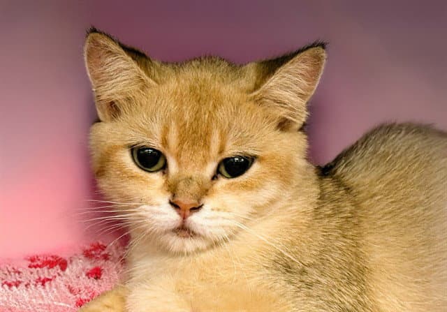 Masha - British Shorthair