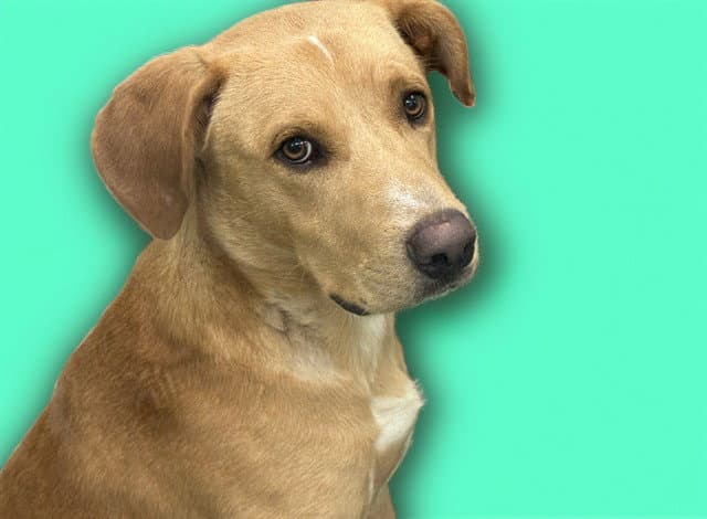 Atlas - Labrador Retriever