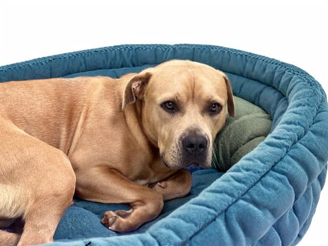 Scully - American Staffordshire Terrier