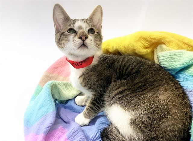 Ruth - Domestic Short Hair
