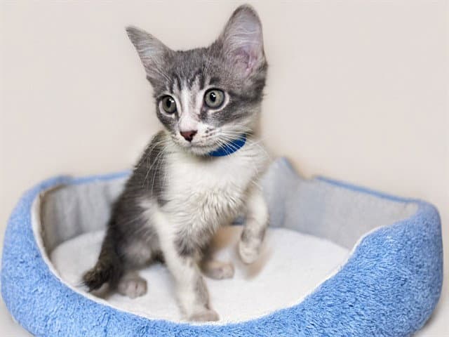Mew - Domestic Short Hair