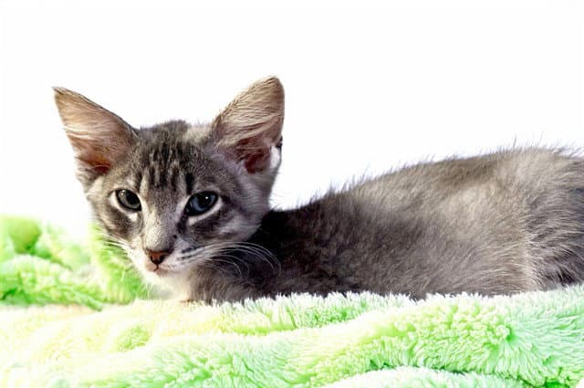 Pikachu - Domestic Short Hair