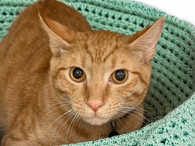 Taiyo - Domestic Short Hair