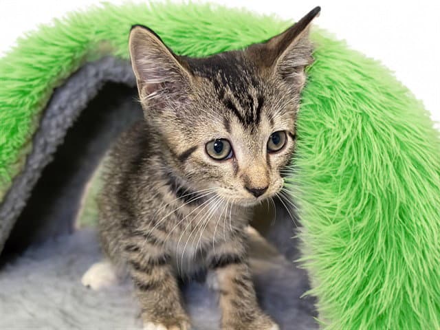 Liu Kang - Domestic Short Hair