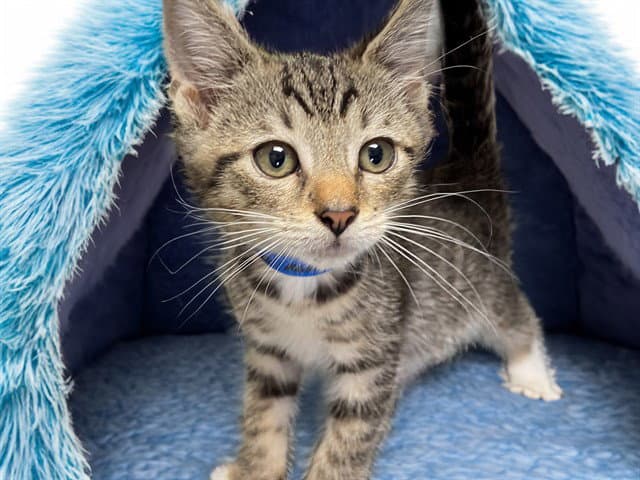 Raiden - Domestic Short Hair