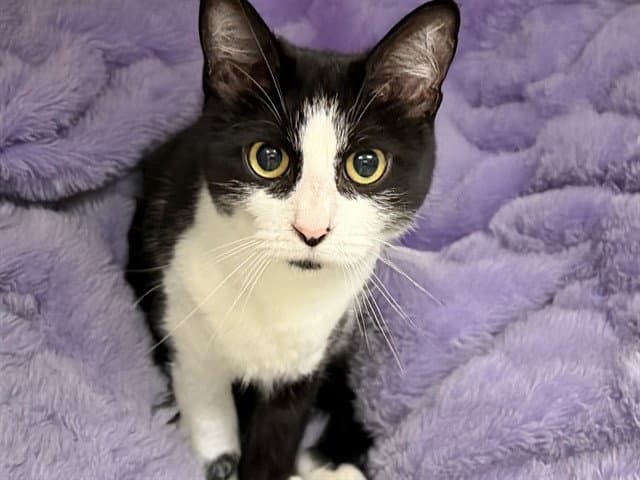 Jazz - Domestic Short Hair