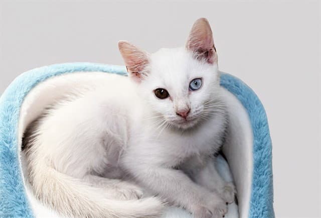 Todd - Domestic Short Hair