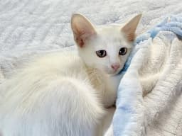 Tom image 1