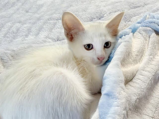 Tom - Domestic Short Hair