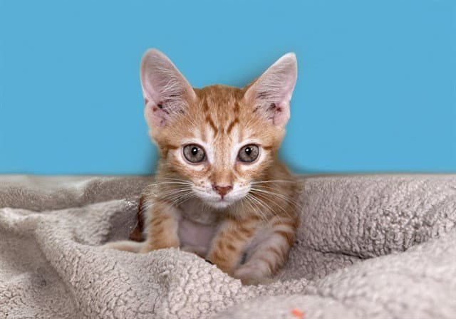 Timmy - Domestic Short Hair